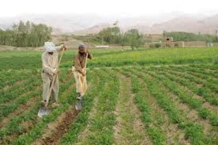 تا زمانی که زراعت افغانستان صنعتی نشود به رشد اقتصادی کمکی نمی‌کند