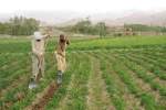 تا زمانی که زراعت افغانستان صنعتی نشود به رشد اقتصادی کمکی نمی‌کند