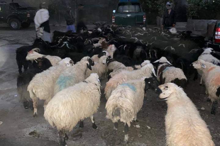 سارقین بیش از صد راس گوسفند در هرات بازداشت شدند