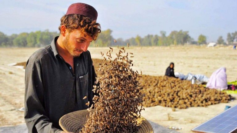 Afghan Pine Nut Exports To China Help Nuristan Farmers