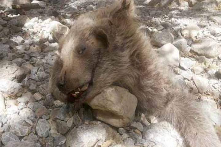 باشندگان ولسوالی دره نور ننگرهار یک خرس را کشتند