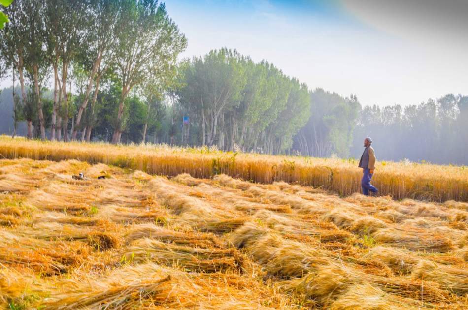 تولید گندم هرات نسبت به سال گذشته افزایش یافته است
