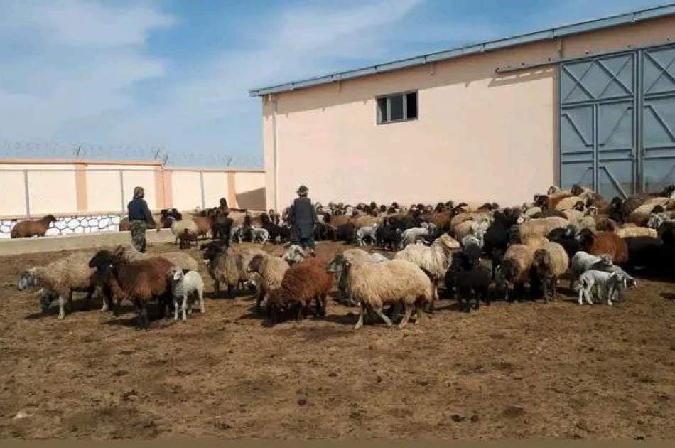 خشکسالی در سرپل؛ چراگاه‌های کافی برای ۵۰ درصد گوسفندان وجود ندارد