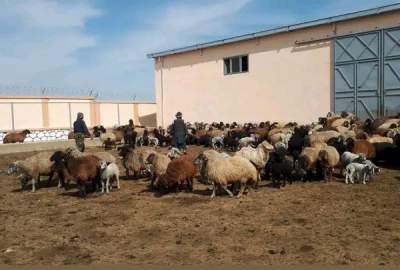 خشکسالی در سرپل؛ چراگاه‌های کافی برای ۵۰ درصد گوسفندان وجود ندارد