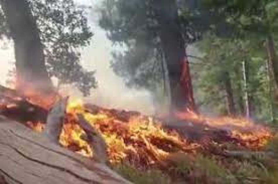 Officials Say Khost Forest Fire is Out, Locals Say It Continues