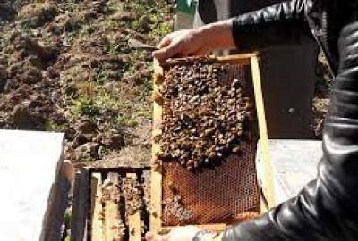 Honey production in Herat increases