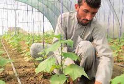 Construction of green houses in Kandahar should be resumed: Farmer