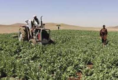 officials: 2,000 hectares of land cleared of poppies in Herat