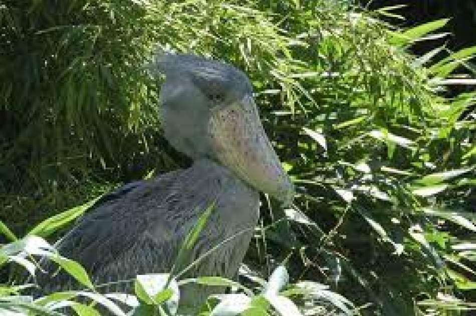 Rare ‘dinosaur bird’ patiently awaits mate to save their species