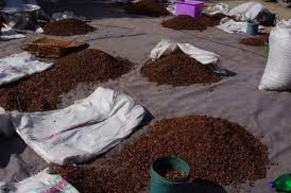 Afghan Pine Nut Exports Drop