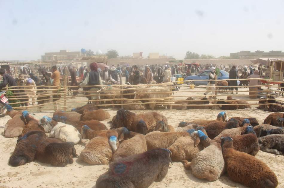 رونق «مال بازار» بلخ در آستانه عید قربان