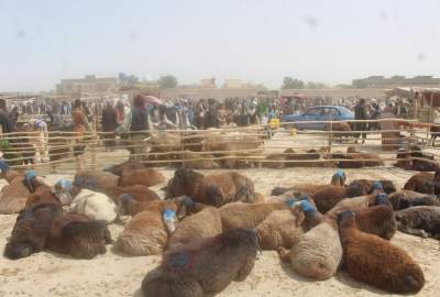رونق «مال بازار» بلخ در آستانه عید قربان