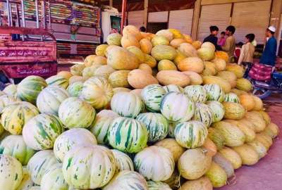 Local melon growers complain over lack of markets