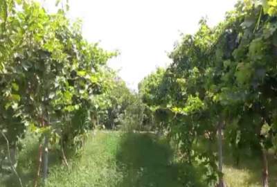 150,000 tons of grapes harvest in Herat