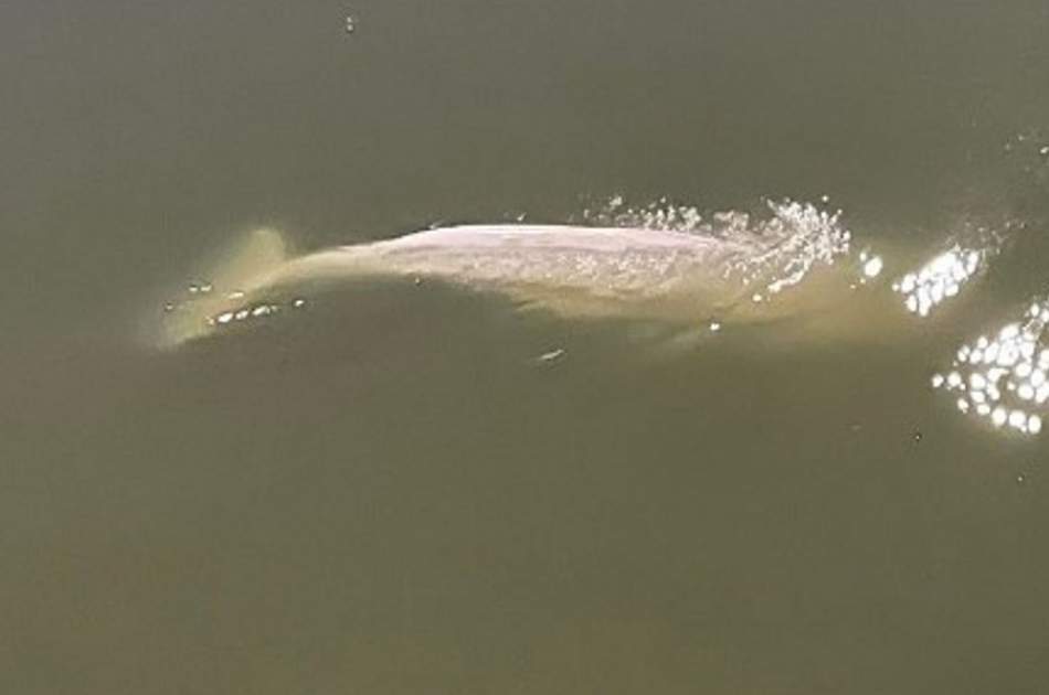 French trying to save Beluga whale that strayed into Seine River