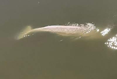 French trying to save Beluga whale that strayed into Seine River