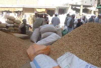 حاصلات بادام قندوز بیش از ۸ هزار تن تخمین زده می‌شود
