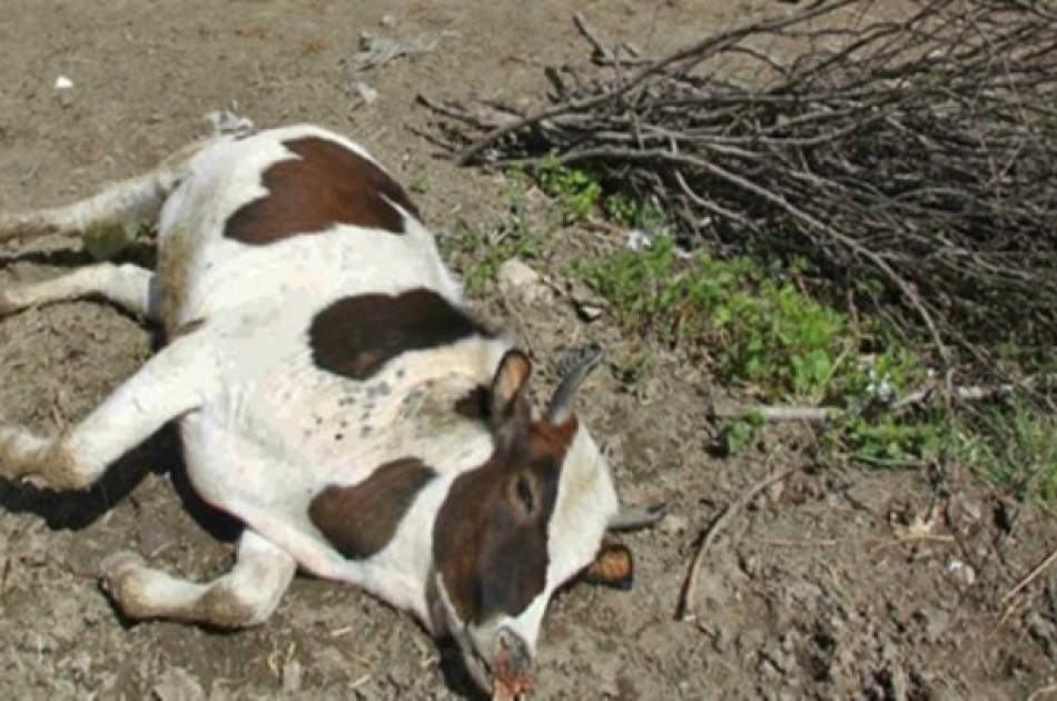 شیوع بیماری ویروسی در لوگر و پکتیا حدود 650 رأس گاو را تلف کرد