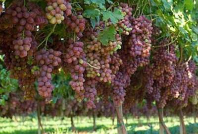 حاصلات انگور قندوز بیش از ۱۰ هزار تن تخمین زده می‌شود