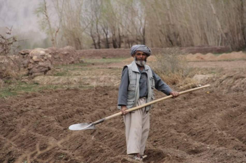 سازمان ملل به وضعیت اشتغال کشاورزان افغانستان رسیدگی می‌کند