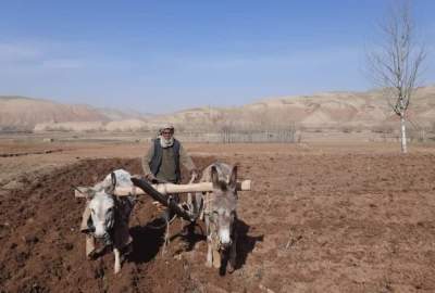 سازمان ملل به وضعیت اشتغال کشاورزان افغانستان رسیدگی می‌کند