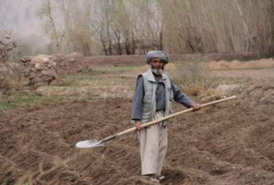 The United Nations is looking into the employment situation of Afghan farmers