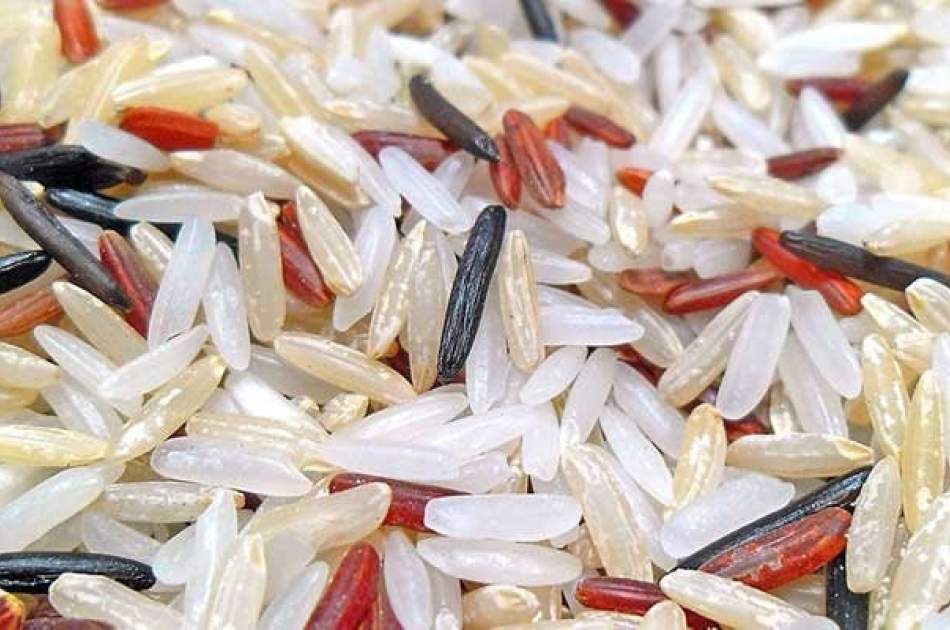 سازمان جهانی غذا برنج‌های فاسد به افغانستان ارسال کرده است