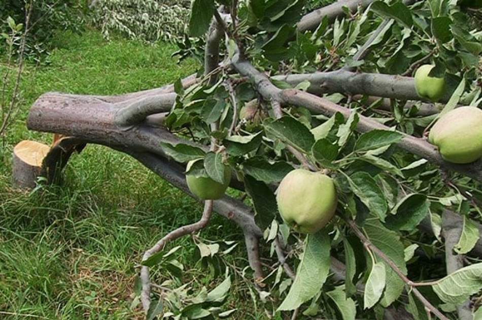 قطع 300 اصله درخت سیب در پکتیکا از سوی افراد ناشناس