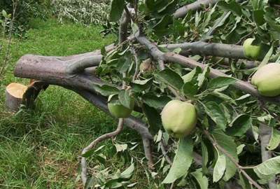 قطع 300 اصله درخت سیب در پکتیکا از سوی افراد ناشناس