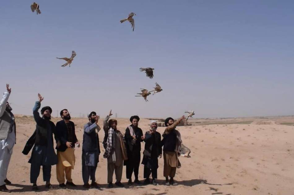 جلوگیری از فروش و قاچاق ده‌ها پرنده کمیاب در جوزجان