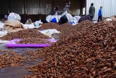 Afghan Black Pine Nuts Exported to Italy