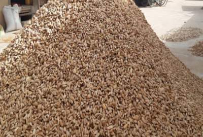 Almond Crops Increases in Samangan