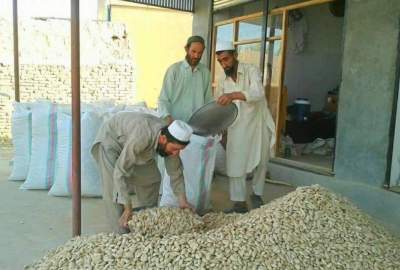 30% increase in almond products in Samangan; One billion income of farmers
