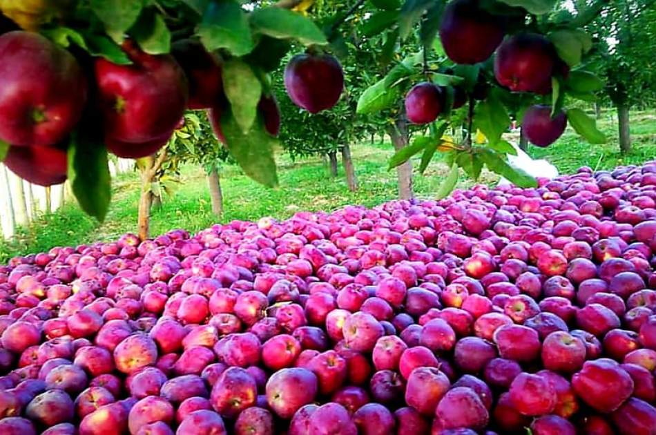 افزایش حاصلات سیب در پکتیا؛ باغداران از نبود بازار مناسب شکایت دارند