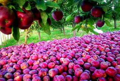 افزایش حاصلات سیب در پکتیا؛ باغداران از نبود بازار مناسب شکایت دارند
