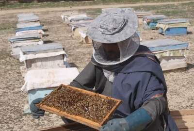 امسال ۳۶ تُن عسل در قندهار تولید شده است