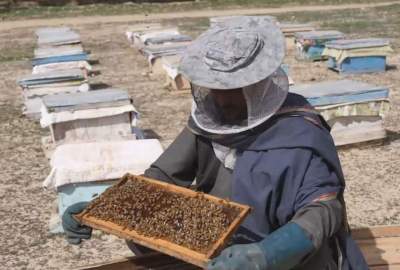 This year, 36 tons of honey have been produced in Kandahar