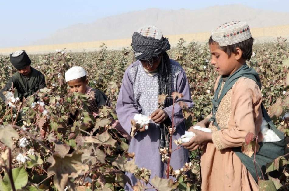 Increasing cotton cultivation as an alternative to poppy cultivation in Helmand