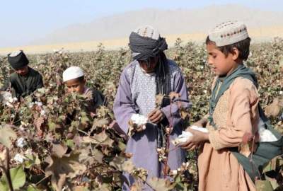 Increasing cotton cultivation as an alternative to poppy cultivation in Helmand