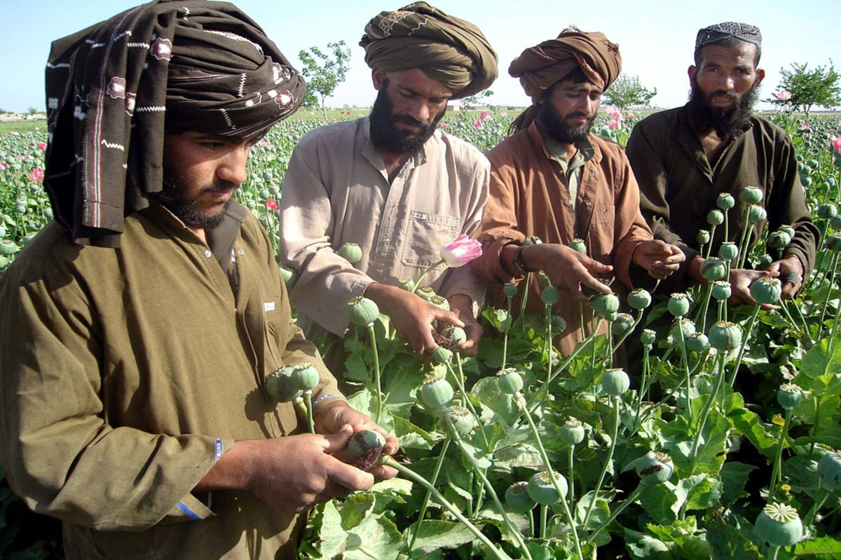 سازمان ملل: کشت کوکنار در افغانستان 32 درصد افزایش یافته است