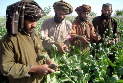سازمان ملل: کشت کوکنار در افغانستان 32 درصد افزایش یافته است