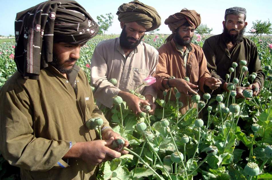 United Nations: Poppy cultivation in Afghanistan has increased by 32%