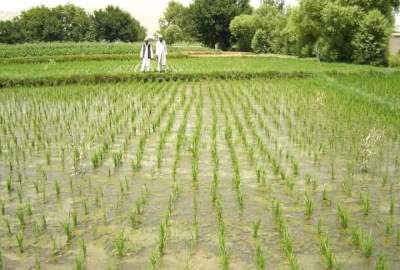 تولید برنج در بغلان 20 درصد کاهش یافته است
