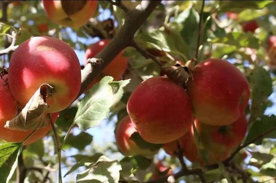 افزایش ۶ درصدی حاصلات سیب در بدخشان