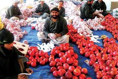 صادرات انار افغانستان به روسیه پس از 30 سال / افزایش صادرات انار به هند و پاکستان