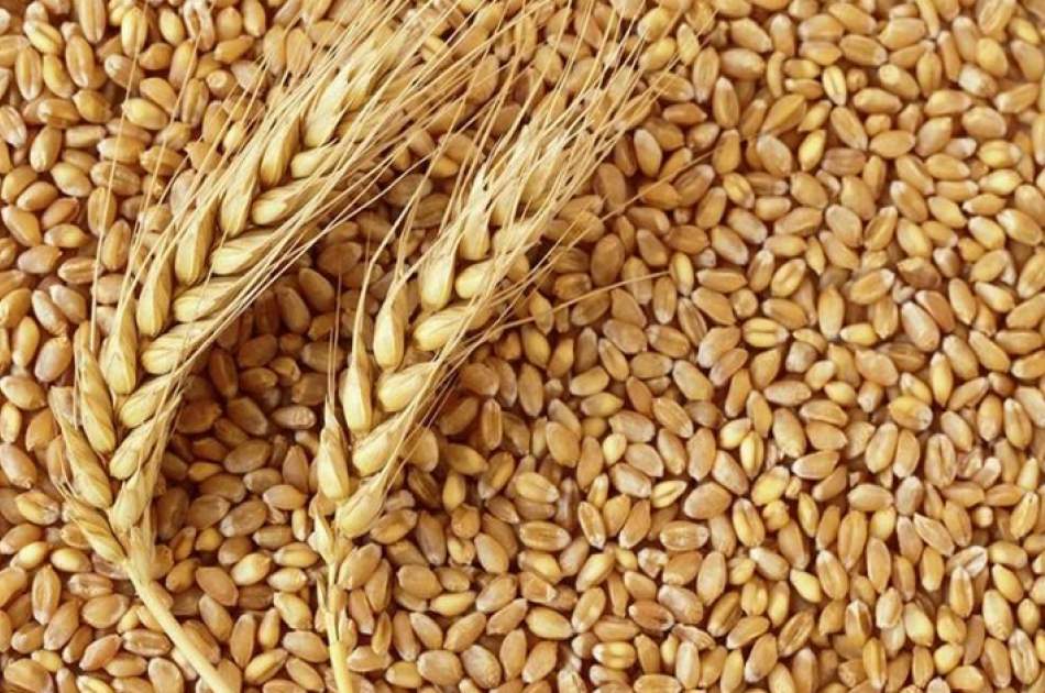 Wheat Harvest Increased In Herat
