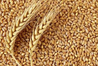 Wheat Harvest Increased In Herat