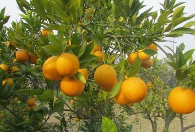 Batikot set to produce 2,100 tonnes of tangerine