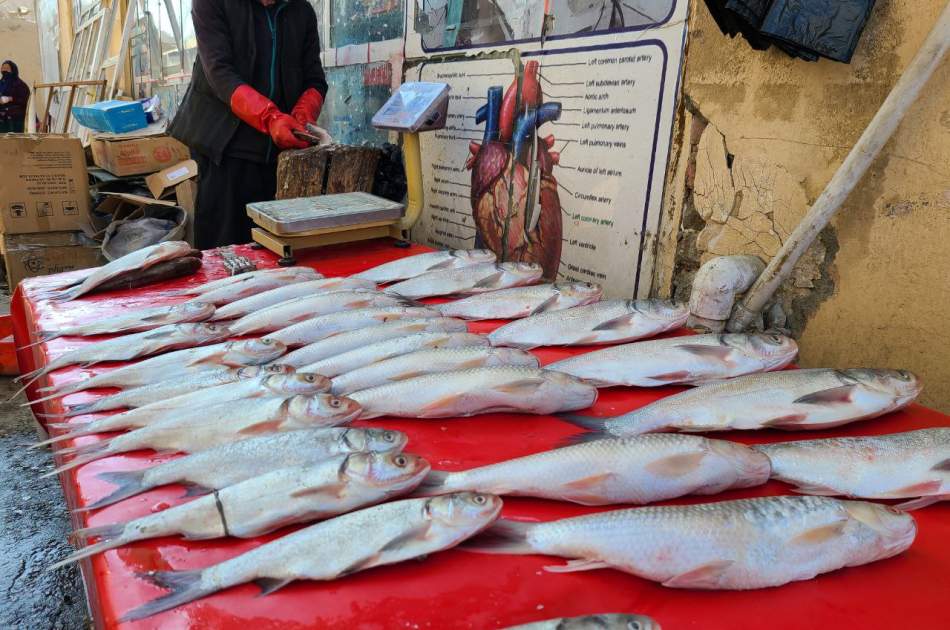 ایجاد نخستین فارم پرورش ماهی استاک در بامیان