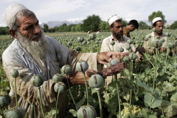 یوناما: ۸۵ درصد تریاک جهان در افغانستان تولید می‌شود